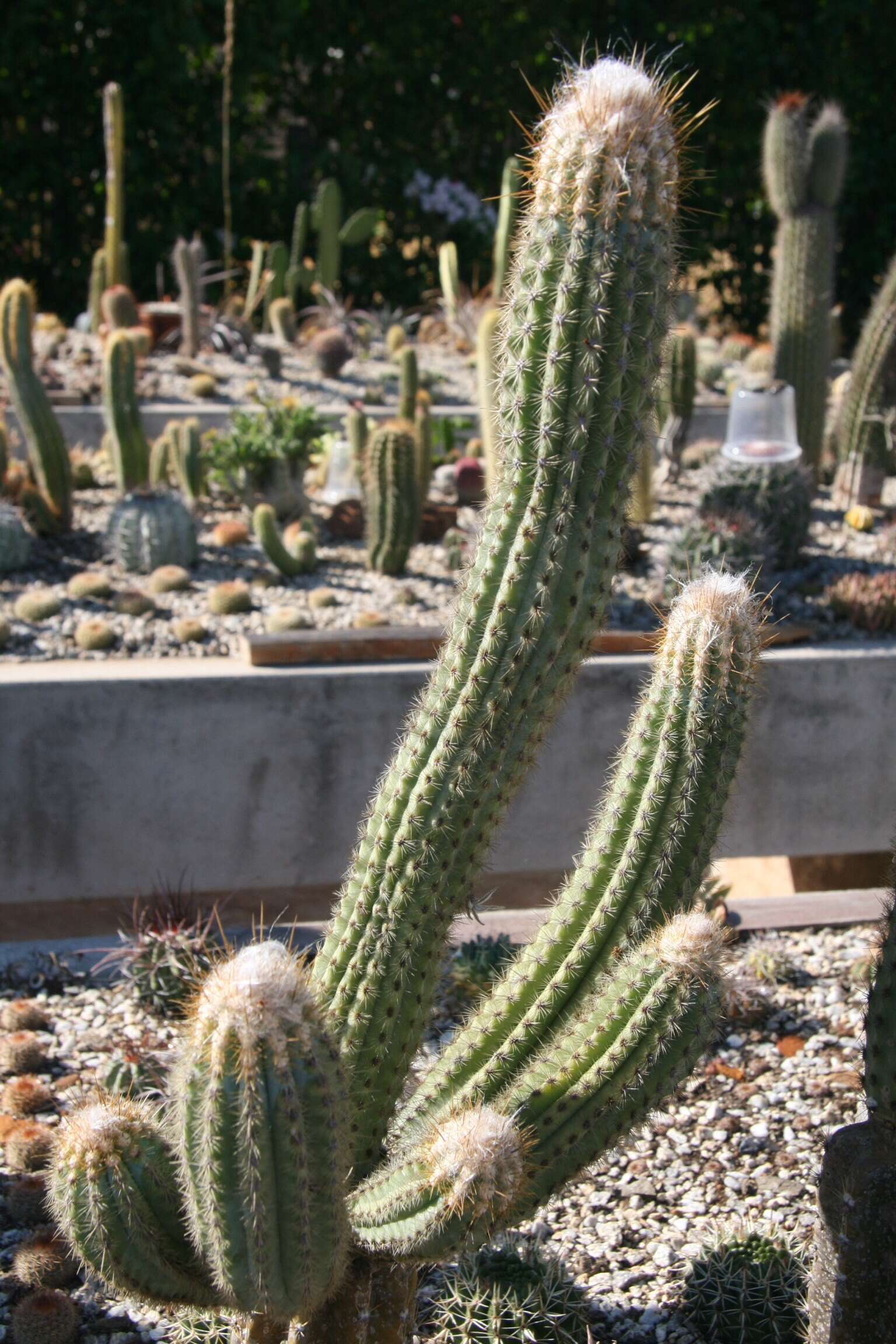 Image of Pilosocereus bohlei Hofacker