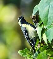 Image de Mésange jaune