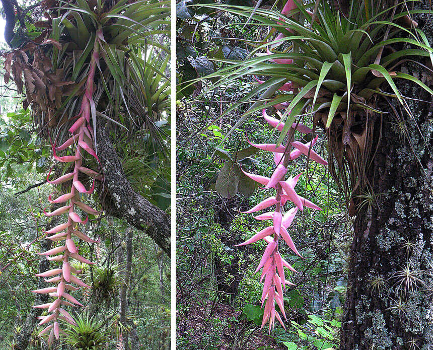 Image of Tillandsia prodigiosa (Lem.) Baker