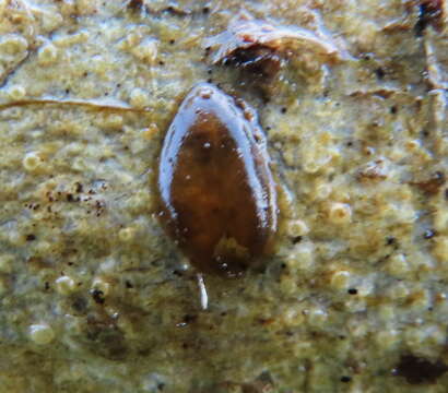 Erpobdella octoculata (Linnaeus 1758) resmi