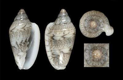 Image of Marginella hernandezi Rolán & Gori 2014