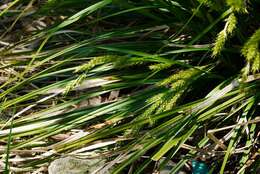 Image of Carex metallica H. Lév.