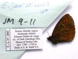 Image of Erebia jeniseiensis Trybom 1877