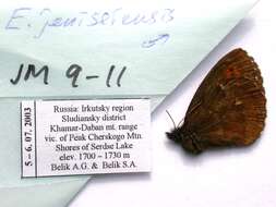 Image de Erebia jeniseiensis Trybom 1877