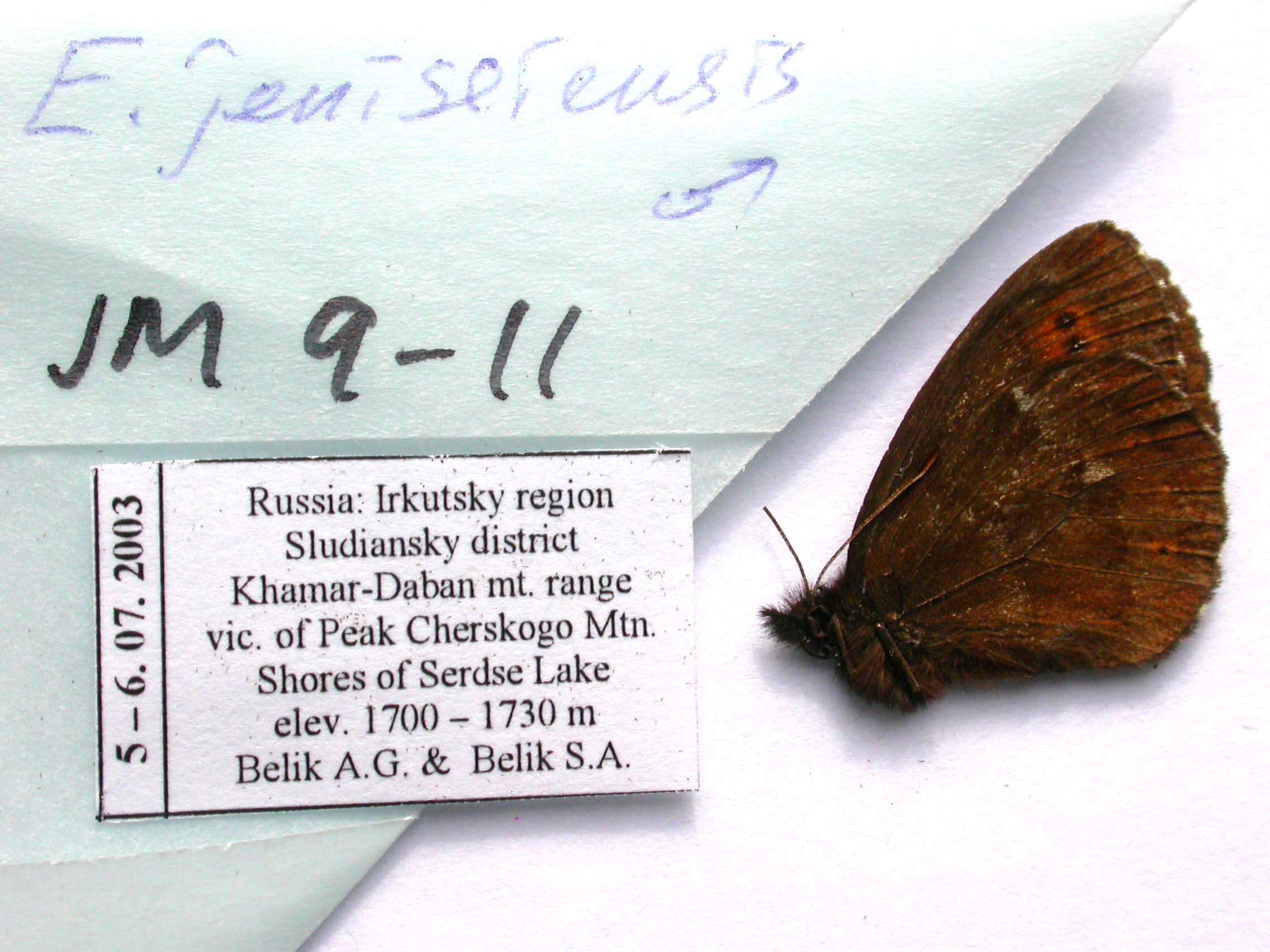 Image de Erebia jeniseiensis Trybom 1877