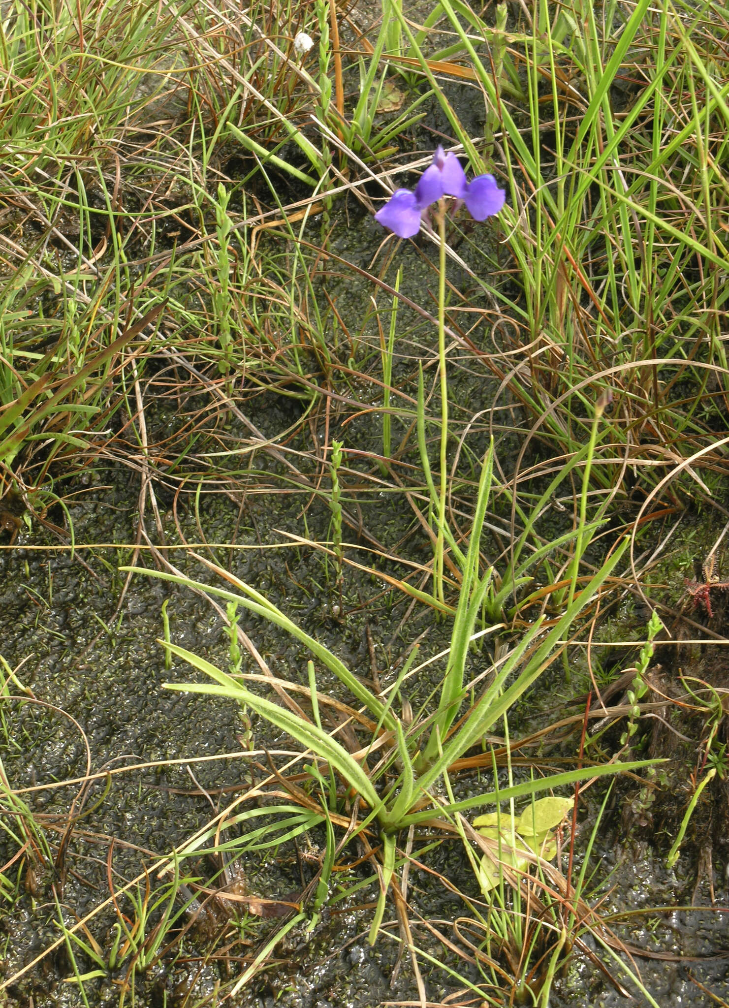 Image of Utricularia delphinioides Thorel ex Pellegr.