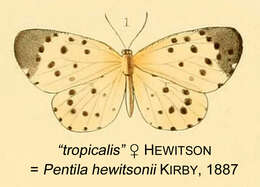 Image of Pentila hewitsoni (Smith & Kirby 1887)