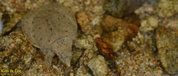 Image of Northern Chinese softshell turtle