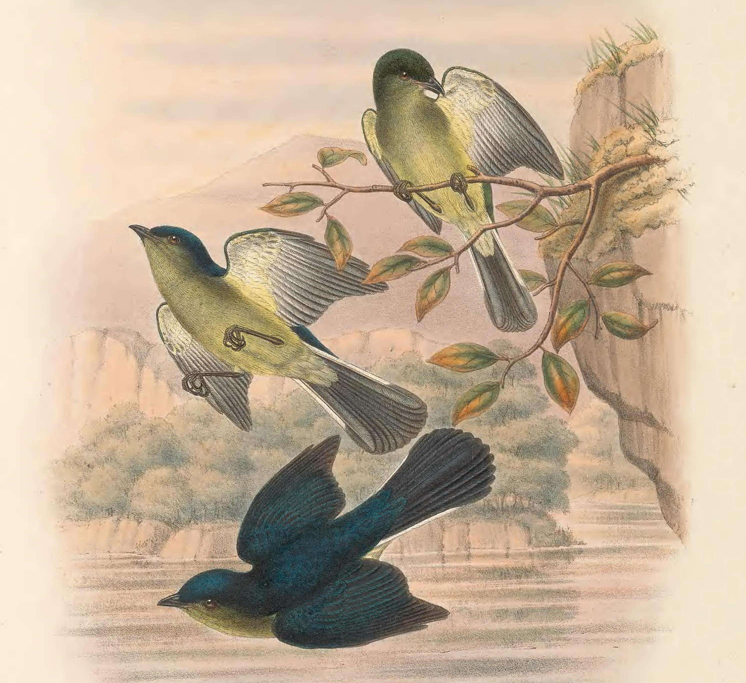 Image of Lemon-breasted Berrypecker