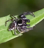 Phidippus audax (Hentz 1845) resmi