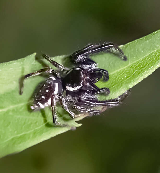 Phidippus audax (Hentz 1845) resmi