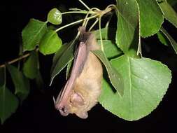 Image of western yellow bat