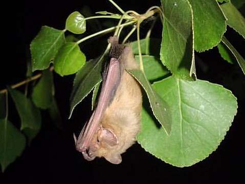 Image of Western Yellow Bat