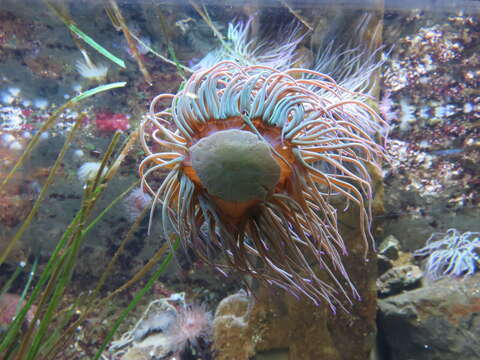 Image of Beadlet anemone