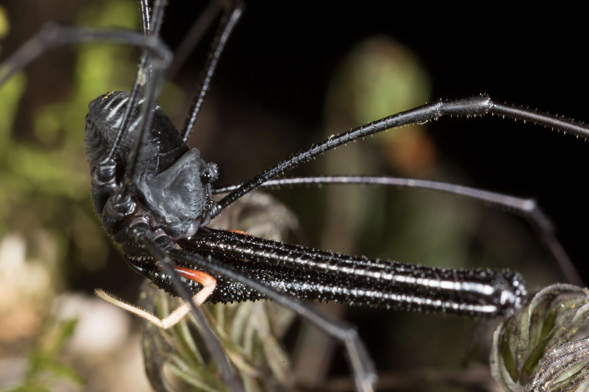 Image of Pantopsalis cheliferoides