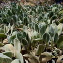 Image of Scaevola globosa (Carolin) R. Carolin