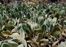 Image of Scaevola globosa (Carolin) R. Carolin