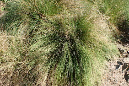 Image of Festuca elegans Boiss.