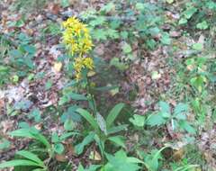 Image of Solidago decurrens Lour.