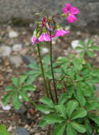 Image of Oxalis lasiandra Zucc.