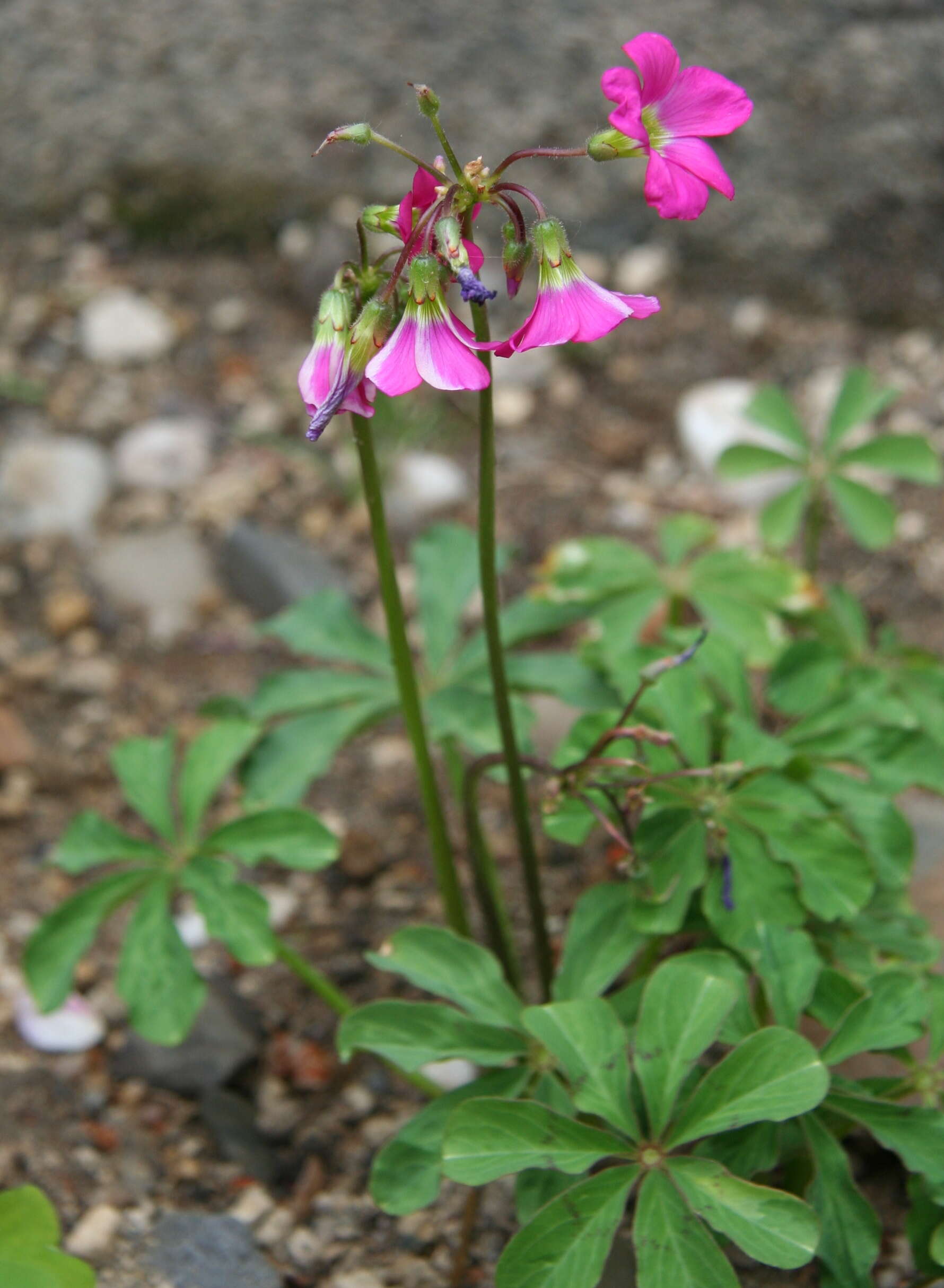 Image of Oxalis lasiandra Zucc.