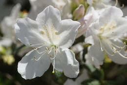 Image of Rhododendron mucronatum (Bl.) G. Don