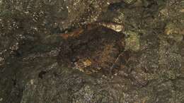 Image of Golfito Robber Frog