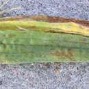 Image of alfalfa stem nematode
