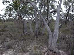 صورة Eucalyptus arenacea J. C. Marginson & P. Y. Ladiges