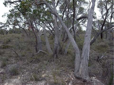 Imagem de Eucalyptus arenacea J. C. Marginson & P. Y. Ladiges