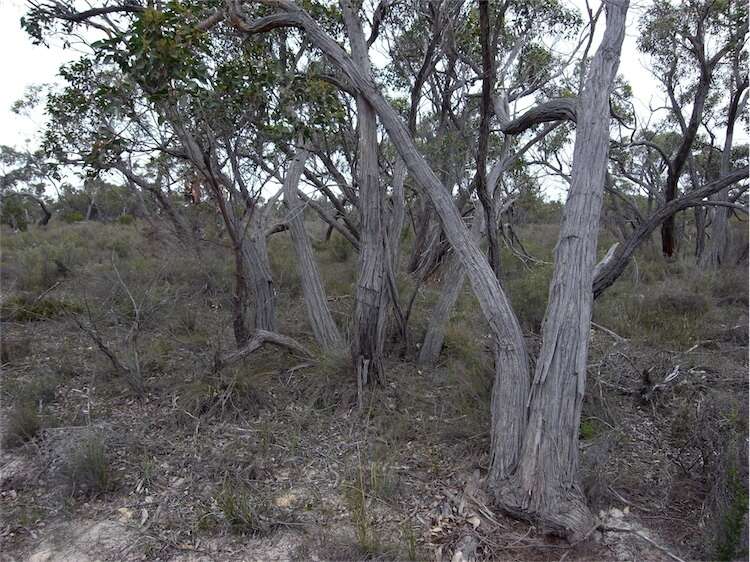 صورة Eucalyptus arenacea J. C. Marginson & P. Y. Ladiges