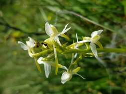 Image of lesser butterfly-orchid