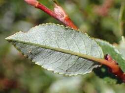 Image of Salix foetida Schleicher