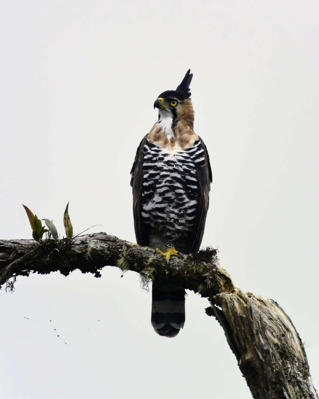 Image of Ornate Hawk-Eagle