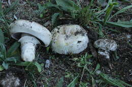 Imagem de Agaricus bitorquis (Quél.) Sacc. 1887