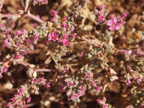 Image of Frankenia serpyllifolia Lindley