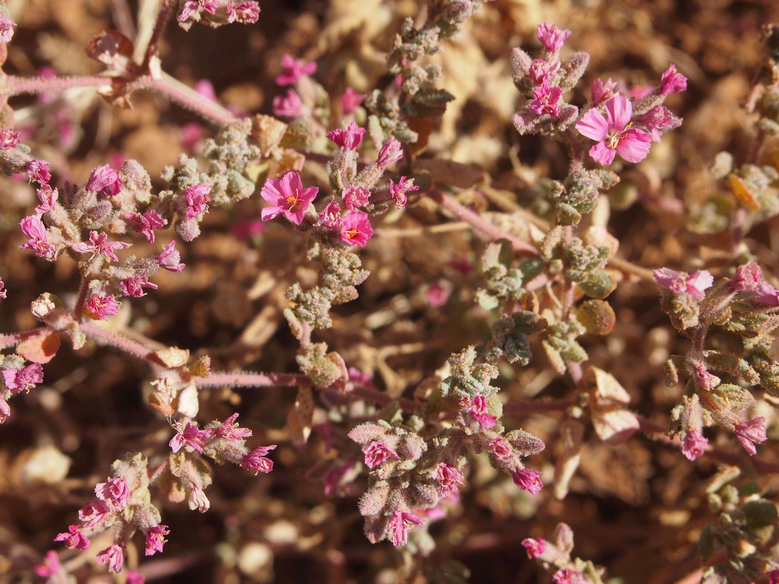 Image of Frankenia serpyllifolia Lindley