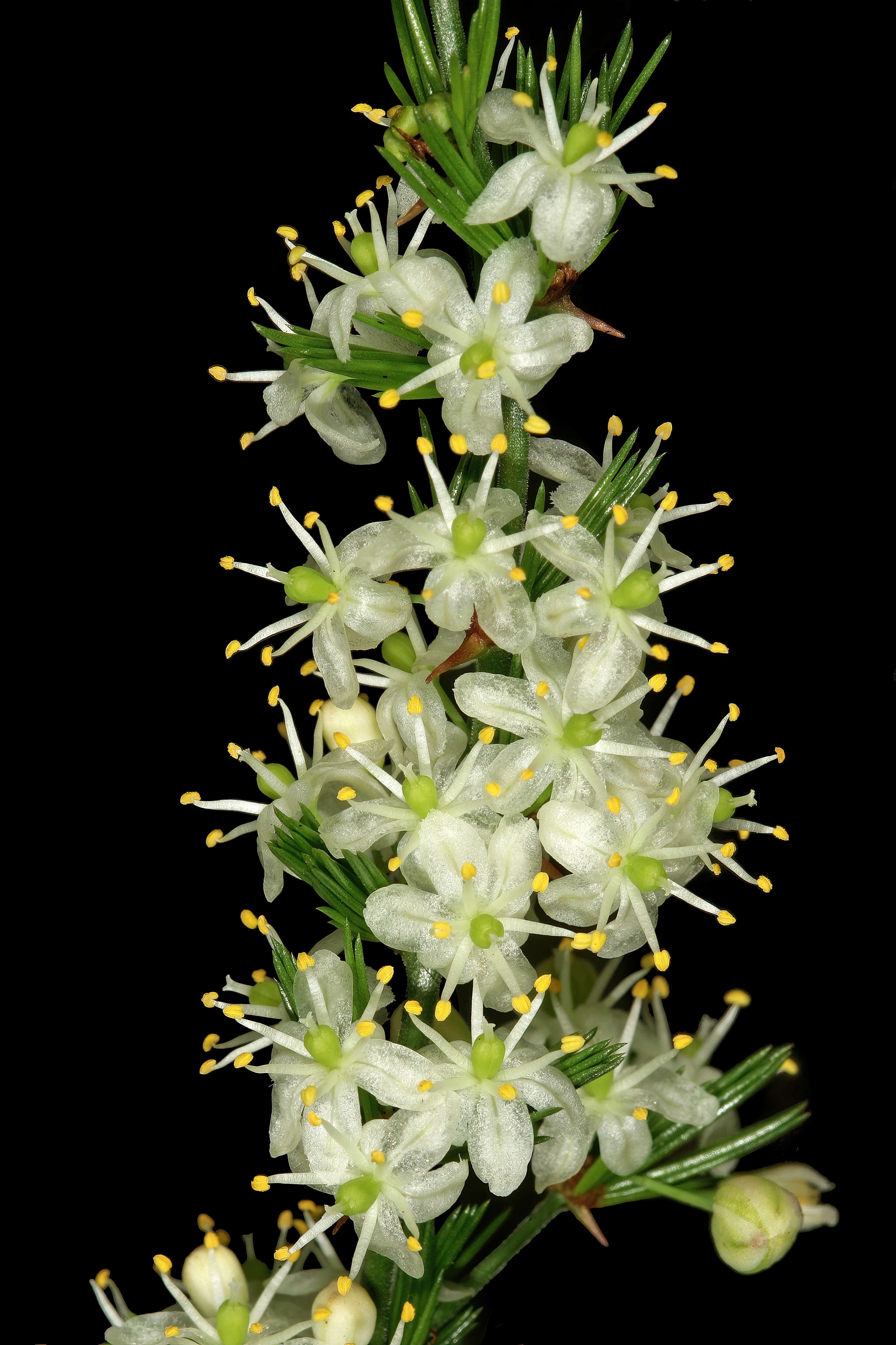 Image of African asparagus