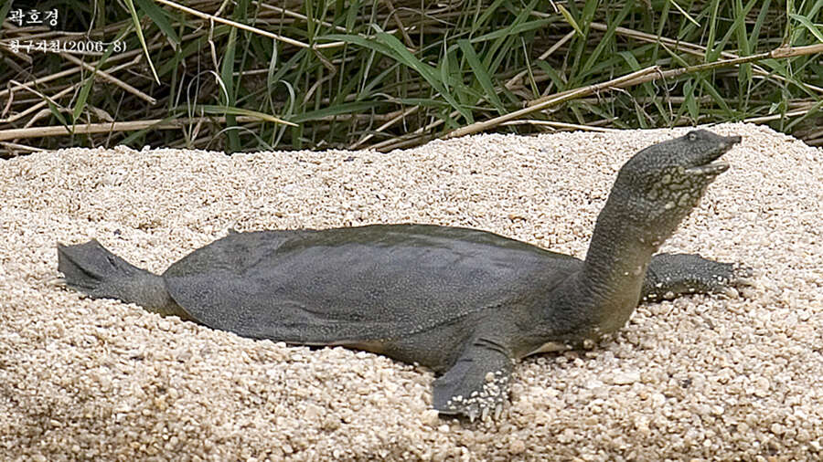 Image of Northern Chinese softshell turtle