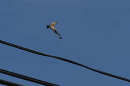 Image of Scissor-tailed Flycatcher