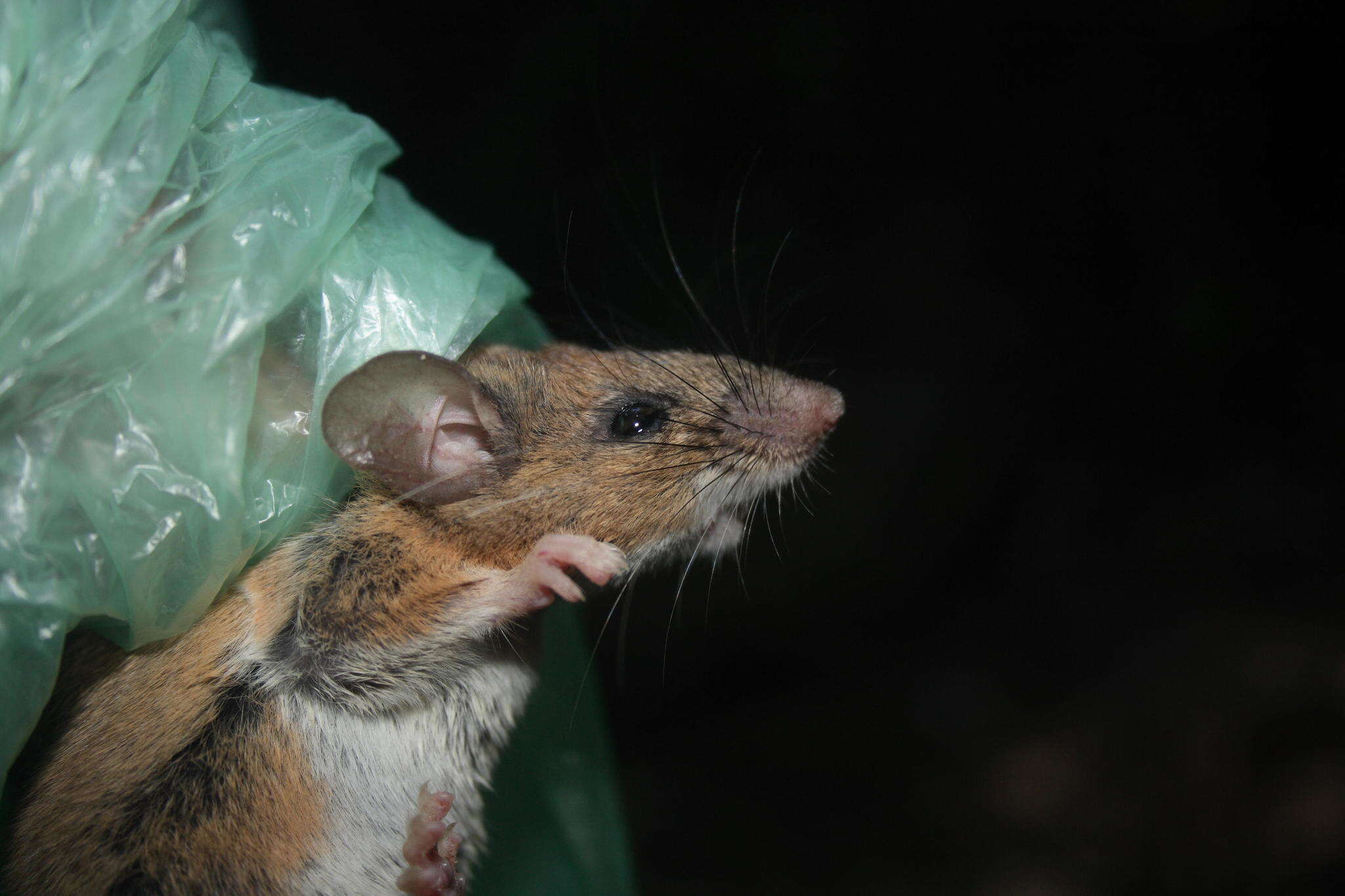 Image of Tres Marias Deer Mouse