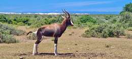 Image of Blesbok