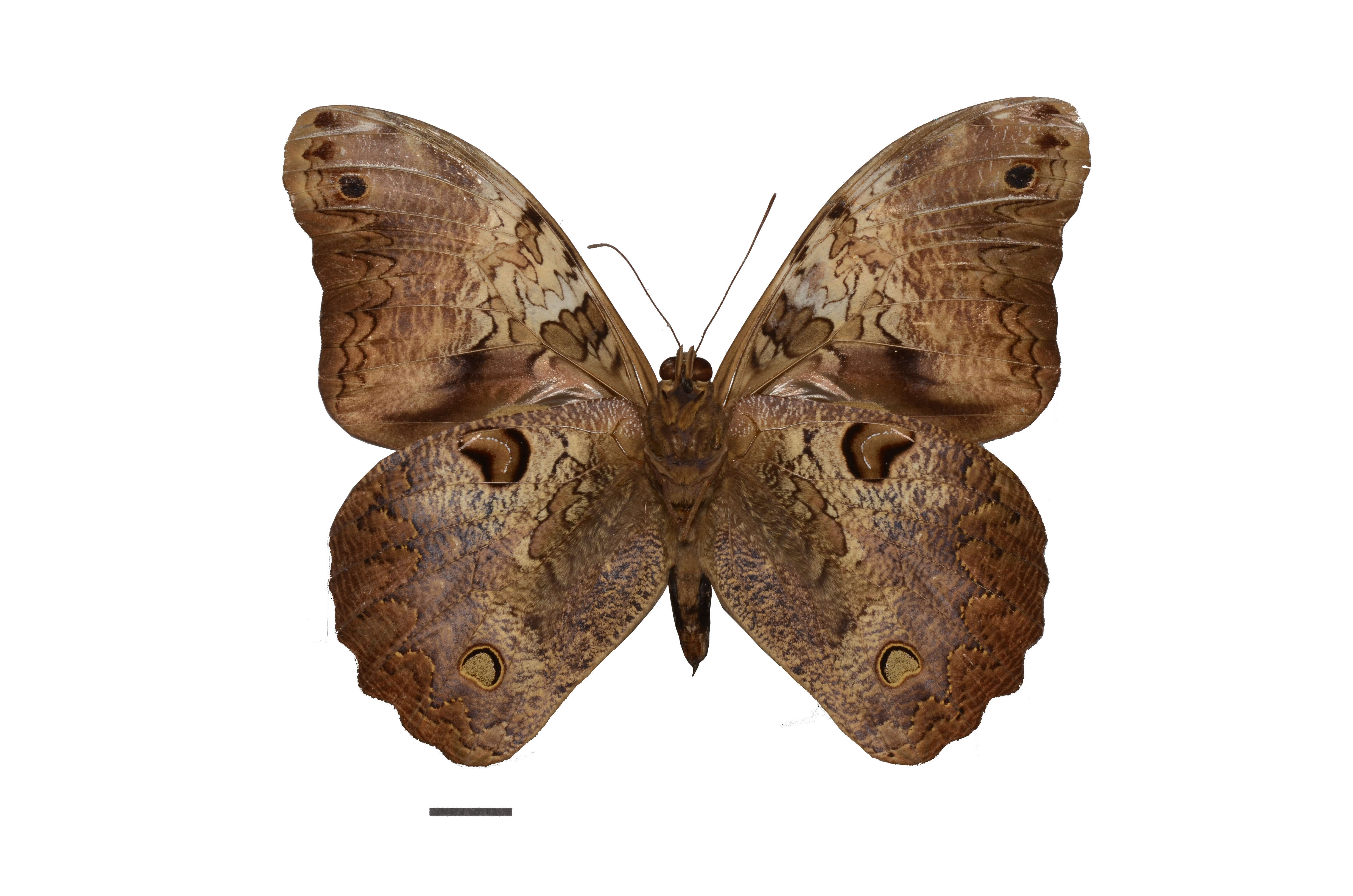 Image of Selenophanes cassiope Cramer 1776