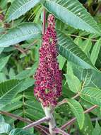 Image de Sumac vinaigrier