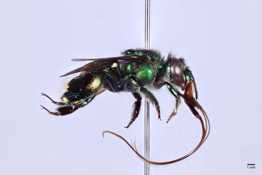 Image of Euglossa imperialis Cockerell 1922