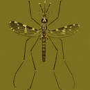 Image of Anopheles culicifacies Giles 1901