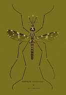 Image of Anopheles culicifacies Giles 1901