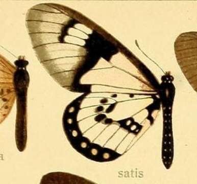 Image of Acraea satis Ward 1871