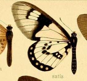 Image de Acraea satis Ward 1871