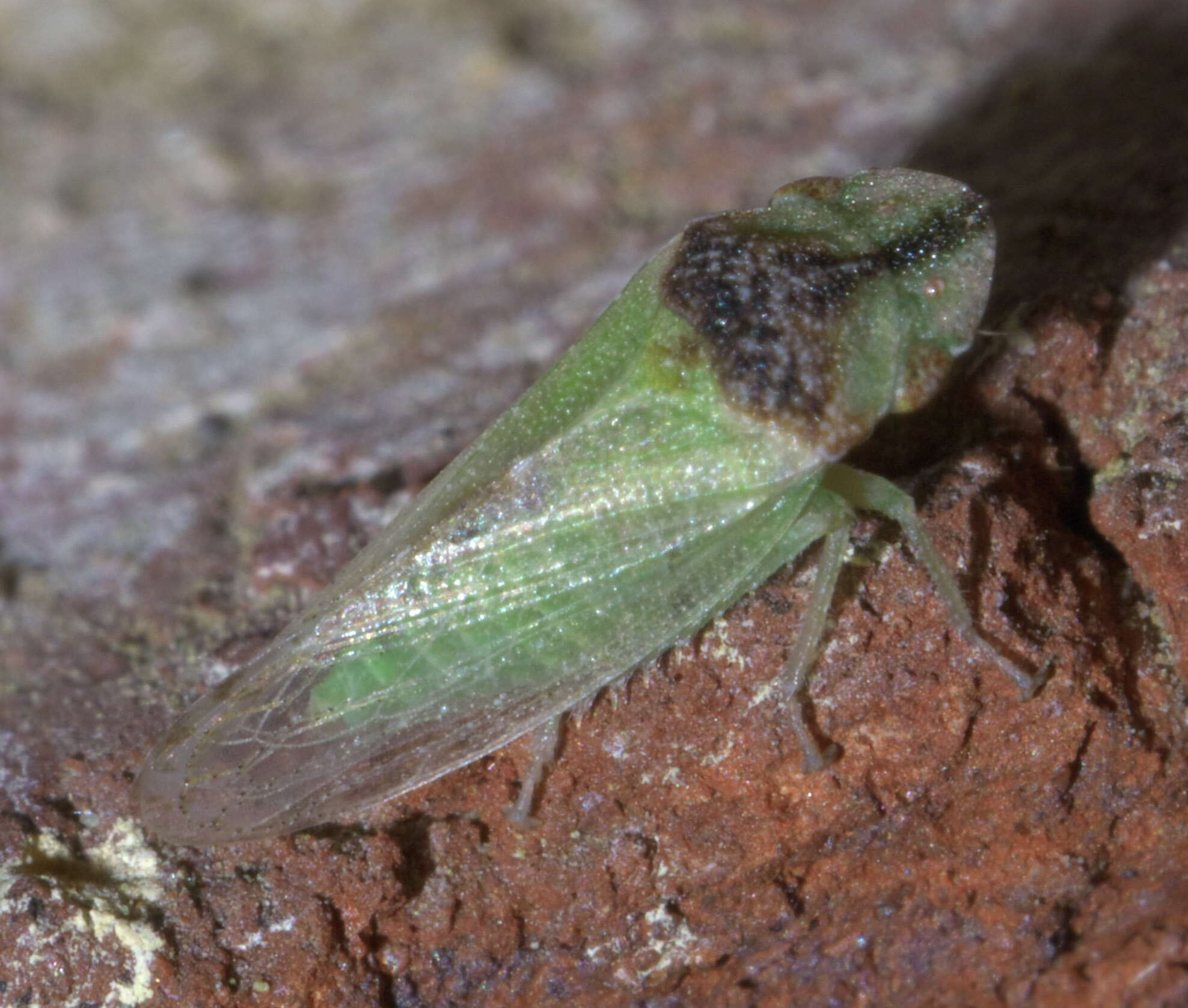 Image of Xerophloea viridis Fabricius 1794